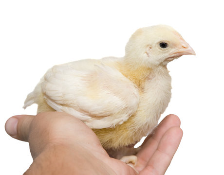 Chick sits on the arm