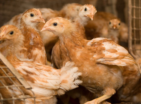 Young chickens in a cage on a chicken farm