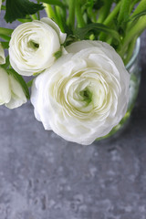 Bouquet of white ranunculus flowers (persian buttercup flowers)