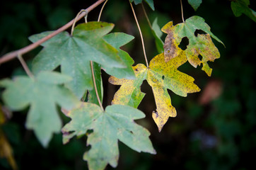 Herbstblätter