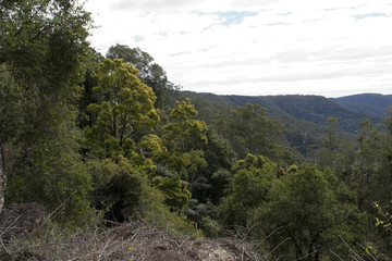 Der australische Regenwald