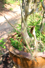 Pink Desert Rose or Impala Lily pod