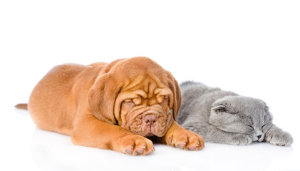 Bordeaux puppy sleep with gray cat. isolated on white background