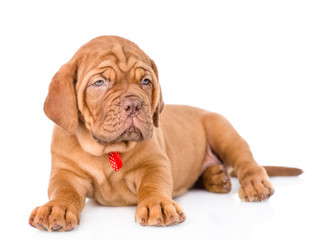 Bordeaux puppy dog lying. isolated on white background