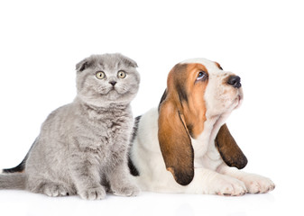 Gray kitten and basset hound puppy looking up. isolated on white