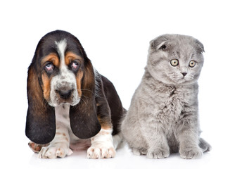 Gray kitten sitting with basset hound puppy. isolated on white b
