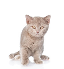 Fototapeta premium Portret młodego kota szarego. na białym tle