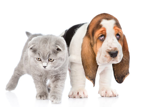 Gray kitten standing with basset hound puppy. isolated on white