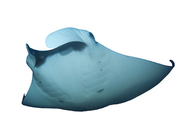 Manta Ray isolated on white background