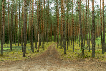 Road to forest