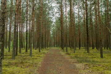 Fototapeta premium The trail through woods
