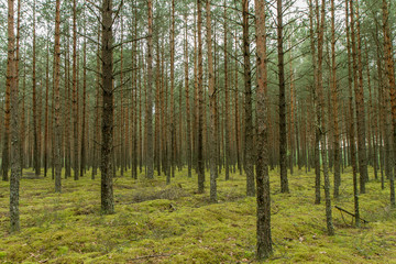 Many trees in forest