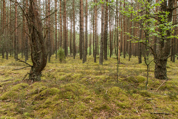 Obraz premium Duży las