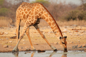 Naklejka premium Giraffe drinking water