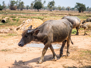Thai Buffalo walking on the country road