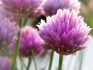 Chive detail photo