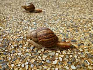 two snails crawling slowly on the rocky floor