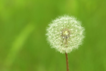 Obraz premium Beautiful spring dandelion flower outdoors, close up