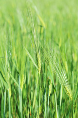 Green wheat field, outdoors
