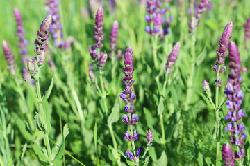 Beautiful spring flowers in the garden