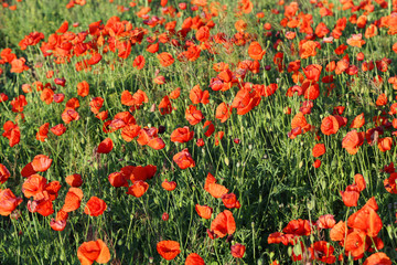 Red poppy flowers field, close up