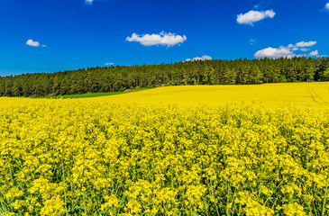 Fototapeta premium Acker Raps Rapsfeld Gelb Landschaft