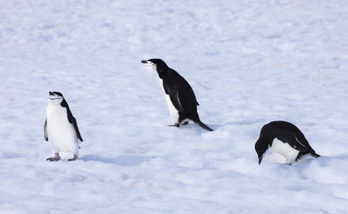 chinstrap penguin in antarctica