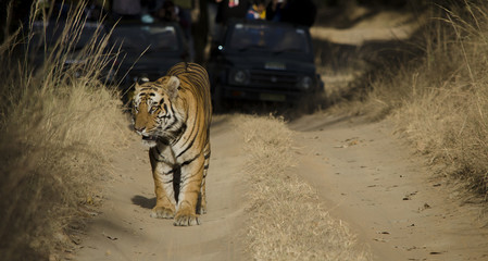 Fototapeta premium A Male Bengal Tiger marking his territory.Image taken during a tiger safari at Bandhavgarh national park in the state of Madhya Pradesh in India.Scientific name- Panthera Tigris Image Date: 10/01/2016