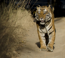 A Male Bengal Tiger marking his territory.Image taken during a tiger safari at Bandhavgarh national park in the state of Madhya Pradesh in India.Scientific name- Panthera Tigris Image Date: 10/01/2016