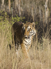 Fototapeta na wymiar A Male Bengal Tiger marking his territory.Image taken during a tiger safari at Bandhavgarh national park in the state of Madhya Pradesh in India.Scientific name- Panthera Tigris Image Date: 10/01/2016