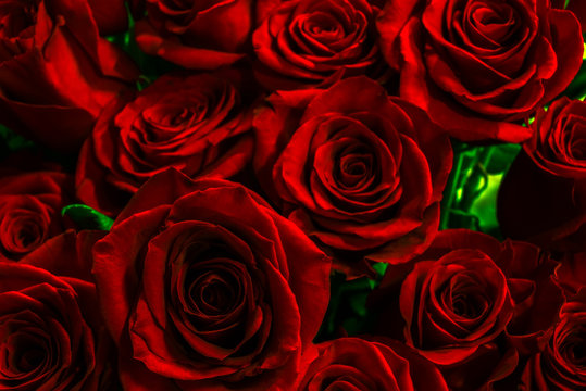 beautiful red roses close-up. festive bouquet. greeting card wit