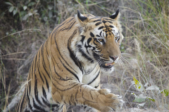Fototapeta A Male Bengal Tiger marking his territory.Image taken during a tiger safari at Bandhavgarh national park in the state of Madhya Pradesh in India.Scientific name- Panthera Tigris 