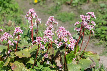 Obraz premium saxifrage in spring