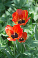 Fototapeta premium tulips in the spring close up