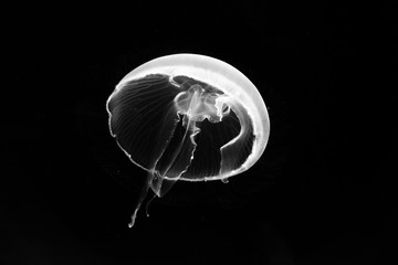 Naklejka premium jellyfish