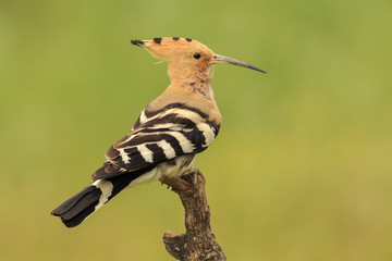 Abubilla