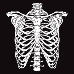 Hand drawn line art anatomically correct human ribcage. White over black background vector illustration. Print design for t-shirt or halloween costume