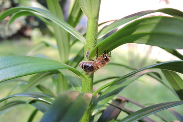 A bee on a plant