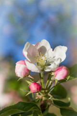 Einzelne Apfelblüte und Knospen, Hintergrund soft.