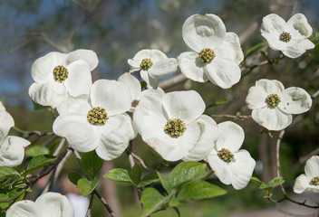 weißer Blumenhartriegel, cornus kousa, Hintergrund soft Bokeh