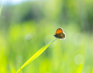 Beautiful butterfly sitting on grass