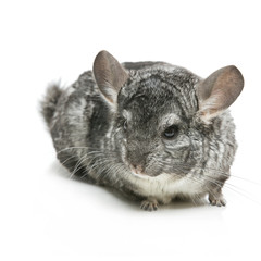 Cute chinchilla isolated over white background