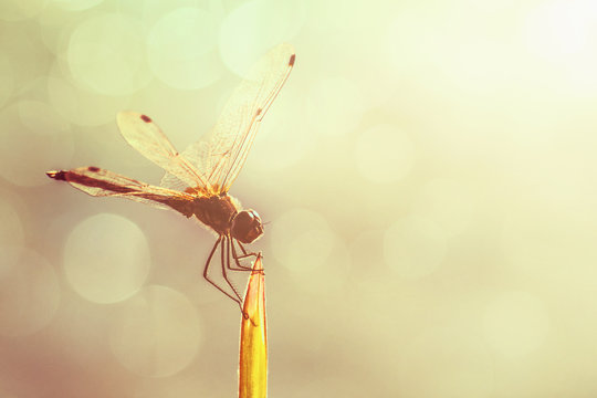 Dragonfly and blur bokeh background, Beautiful closeup silhouett