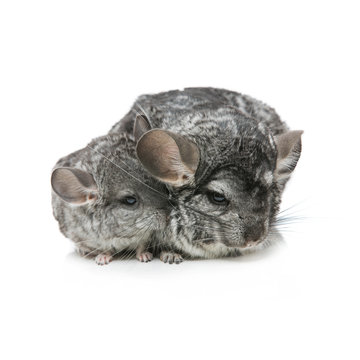 Two chinchillas isolated over white background