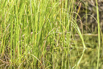 Wetland Conservation