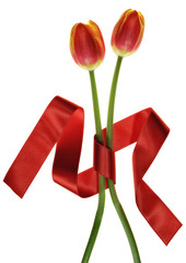 two tulips bound together with red ribbon, isolated on white background - 111291928