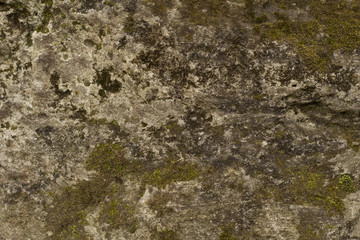 Moss on the grey rocks