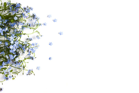 Fototapeta Forget-me-not blue forest flowers - nature background