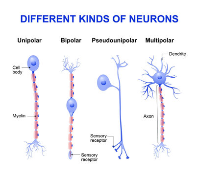 Different kinds of neurons