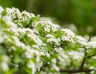 Wild blooming hawthorn